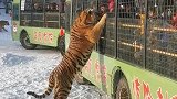 东北虎和车上的游客互动，这一幕吓坏了饲养员，太震撼了！