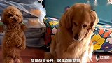 主人准备泰迪出去玩，金毛生气了，主人和泰迪一起哄金毛开心，逗