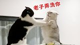 猫抢地盘天天打！女主人：求求你们别打了，再打头要笑掉了哈哈哈