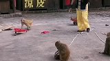 猴子会推车。
