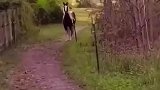 这两匹马，被一只兔子给拦住了，最后绕道跑了
