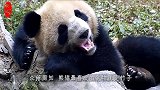 刚刚长牙的熊猫成浪，趁着饲养员不在做出这事，镜头记录搞笑过程
