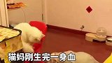 猫妈刚生完一身血，就拉着闺女到产房，让闺女帮忙照顾