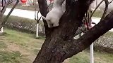 狗子：铲屎的别怕，我爬树上来救你！
