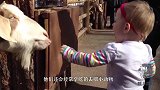 爸妈带宝宝去看白鲸，接下来发生的画面，真的是太逗了