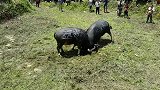 关于斗牛文化，你有什么见解