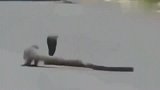 蛇獴在路上猎杀眼镜蛇，开始担心蛇獴会中毒，结果一出手就是霸气