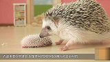 萌化了！刚出生2天的小刺猬 被妈妈用嘴叼走