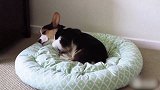 【宠物星球】透过狗狗不同睡姿，看Ta对你有多信任？