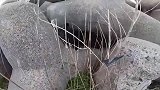 野外遇见一只颜值很高的流浪猫，想带回家收养可以吗