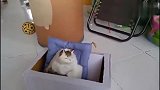 猫咪玩偶突然坏掉，把家猫们给吓坏了，四处逃窜