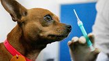 哈尔滨狗患升级今年已有六万人被咬伤 主城区狂犬疫苗告罄