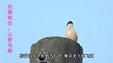 这只伯劳鸟厉害哟，听到金翅雀叫声，就模仿金翅雀叫声