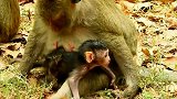 刚出生的小猴子太可爱，猴哥们都来看它，还轮流地亲它，太温馨了