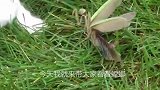 螳螂与众动物pk，竟连连躺赢，螳螂，我看上你了