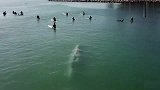 鲸鱼：冲浪吗算我一个！