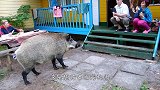 野猪误闯村庄，却和家猪狭路相逢，“大战”一触即发！