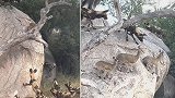 南非三只羚羊稳稳站在岩石边缘 躲避野狗围攻