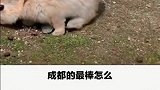 中国五大吃头。