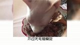 宠物冷知识，为什么有人喜欢养无毛猫？奇怪的知识又增加了