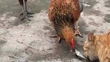 这一幕把人看呆，猫咪的鱼竟然被鸡抢走了