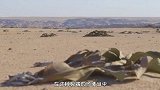非洲沙漠大章鱼，哪里有水它就去哪里，已经存活上千年