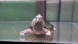 买回来一只超级凶猛的乌龟，大家给看看这是什么龟生吞整条鱼
