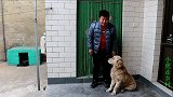 金毛野外发现个袋子，小虎打开发现条被遗弃的二哈，该如何处置？