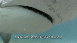 男孩刚钓上一条“大鱼”，不料父亲脸色突变，立马把鱼线给剪了！