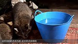 浣熊想给猫咪洗手 猫咪躲在床上不下来：手短 够不着了吧