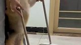 主人回家后发现满地纸屑，手把手教狗狗打扫卫生