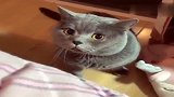 自从婆婆回去之后,猫咪就用这副表情看着我,这是被嫌弃了吗