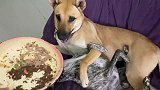 单身狗暴击！铲屎官看着过分亲密的田园犬与惠比特犬，忍不住酸了