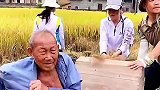 12名善良旅友主动帮年迈老人收割稻谷，小小举动太暖心