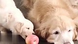 小狗咬不动整个苹果，狗姥姥嚼成小块后给它吃