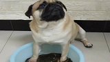 狗子做鱼疗主人羡慕，主人用过后结局搞笑了