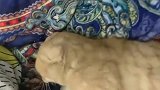 橘猫：自己回来晚了，还发这么大脾气，劳资欠你的了