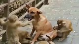 一群猴子捡了条流浪狗，没事就围着撸，同情流浪狗
