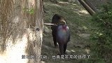 宁遇豺狼不遇山魈，5只山魈能捕杀1头狮子，草原上罕有天敌