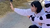 第一次看见奶牛，必须记录一下