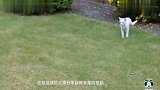猫咪捕获小老鼠,顿时“戏精”上身!主人拍下搞笑一幕