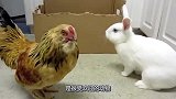 母鸡主动挑衅兔子，以为兔子好欺负，下一秒母鸡竟然被兔子吓飞了