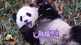 精力旺盛的熊猫宝宝上班时间超敬业，卖萌招式还挺多