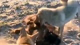 第一次见这么欺负藏獒的，一獒和三狼混战成一团，场面真精彩！