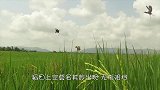 稻田上空出现“无形阻挡”，鸟群集体飞过，却被一网打尽！
