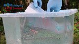 如何让烂大街的鞋变成全球限量款？小伙用油漆水浸测试，成品惊艳