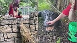 美国：一训养员近距离喂食鳄鱼，抚摸鼻子让鳄鱼安静