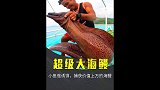 老渔民用小鱼做诱饵，捕获价值不菲的大海鳗，太厉害了