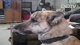 2011年Youtube最火第二名狗狗中主人圈套