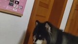 干啥啥不行，撒娇第一名
